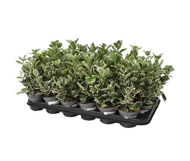 EUONYMUS ARGENTEA