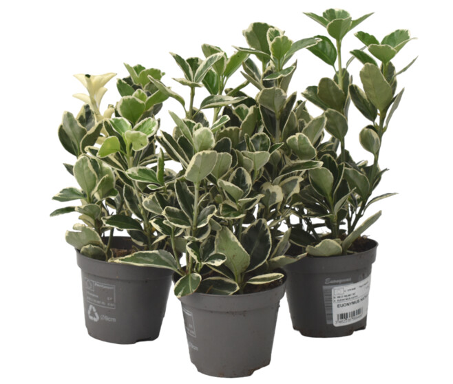 EUONYMUS ARGENTEA