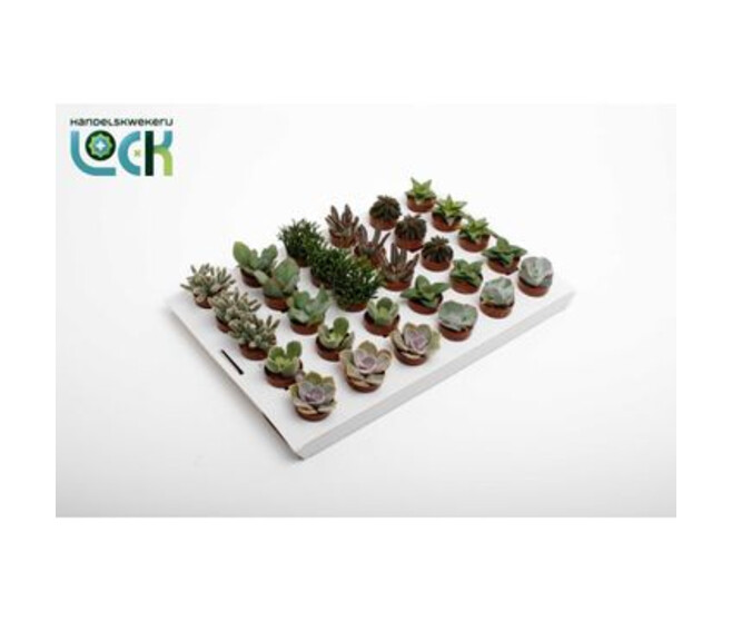 SUCCULENTE