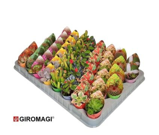 SUCCULENTE