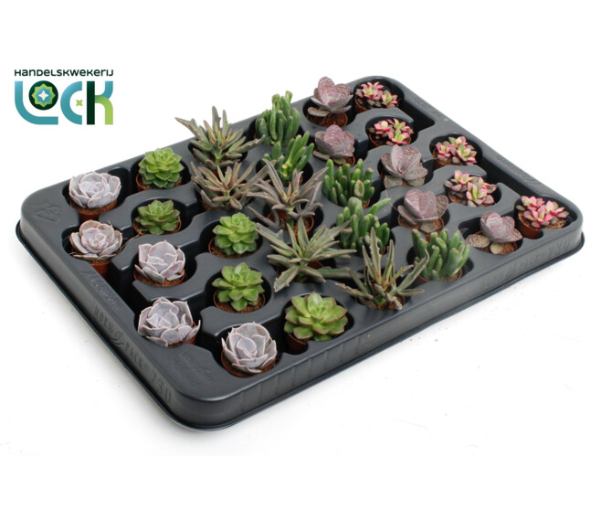 SUCCULENTE
