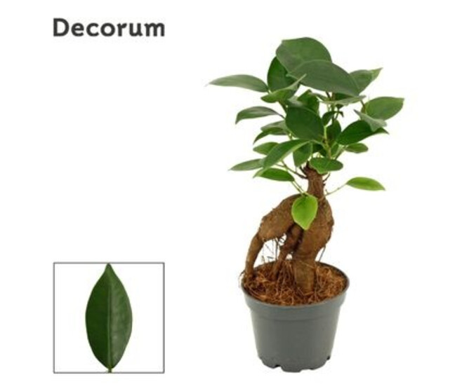 FICUS GINSENG