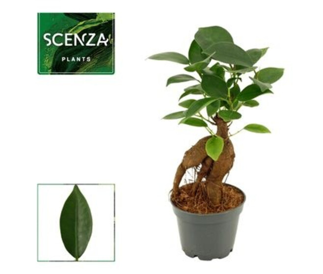 FICUS GINSENG
