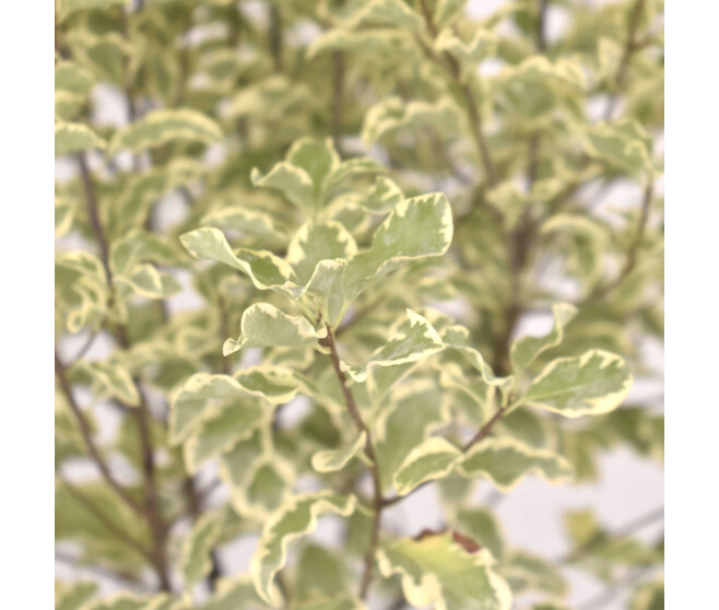 PITTOSPORUM