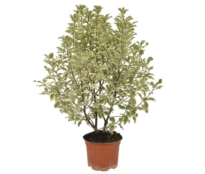 PITTOSPORUM