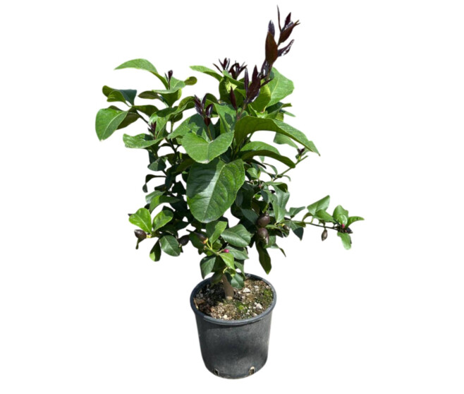 CITRONNIER VERT 1/2TIGE