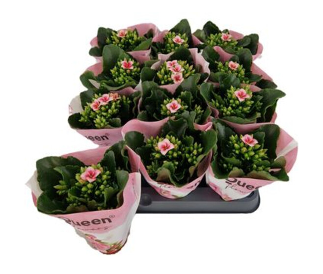KALANCHOE VARIES