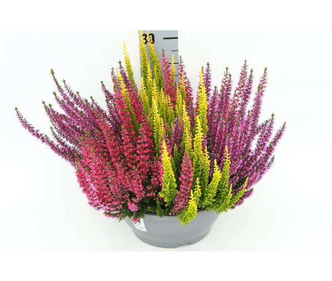 ERICA CALLUNA 3COULEURS COUPE