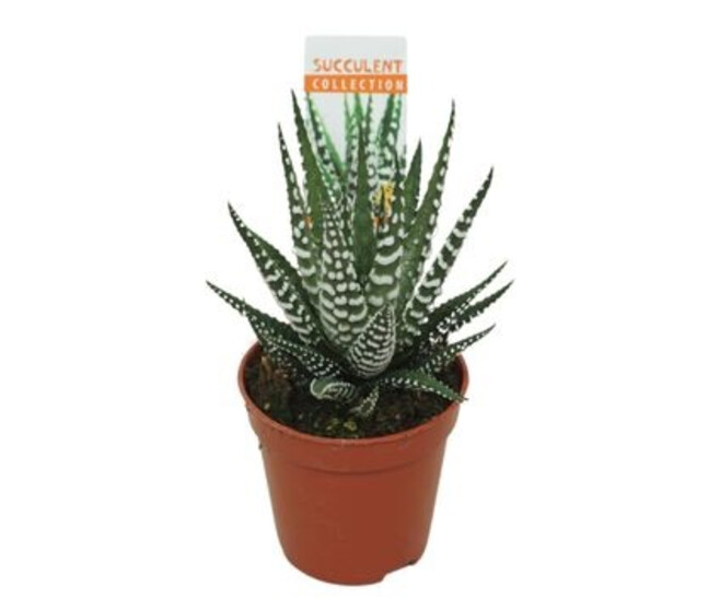 CACTUS HAWORTHIA BIG BAND