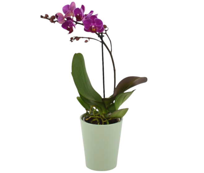 DUO CERAM PHALAENOPSIS 1BR