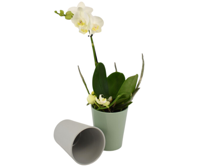 DUO CERAM PHALAENOPSIS 1BR