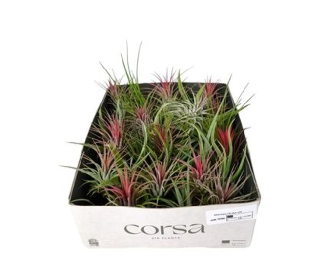 TILLANDSIA