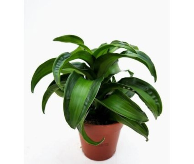 DRACAENA FRAGANS