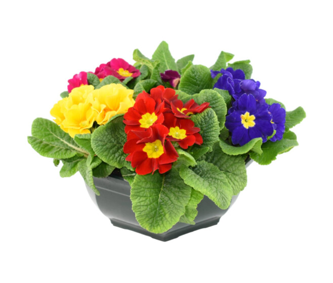 PRIMEVERE ACAULIS X5 COUPE