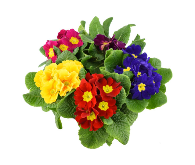 PRIMEVERE ACAULIS X5 COUPE