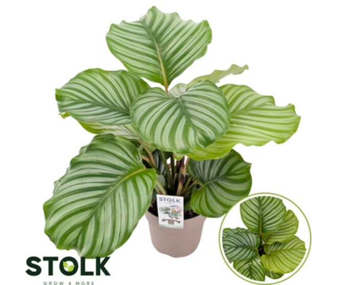 CALATHEA ORBIFOLIA