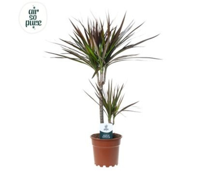 DRACAENA MARGINATA 2PP