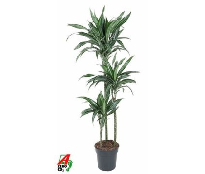 DRACAENA ULISES 90-60-30