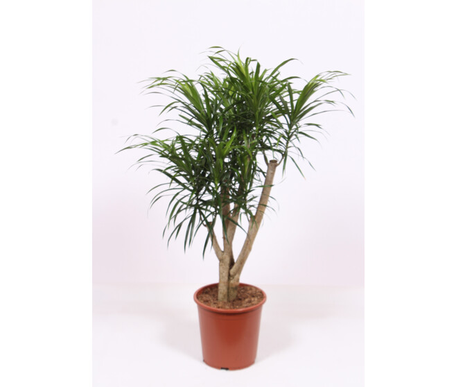 DRACAENA ANITA RAMIFIE