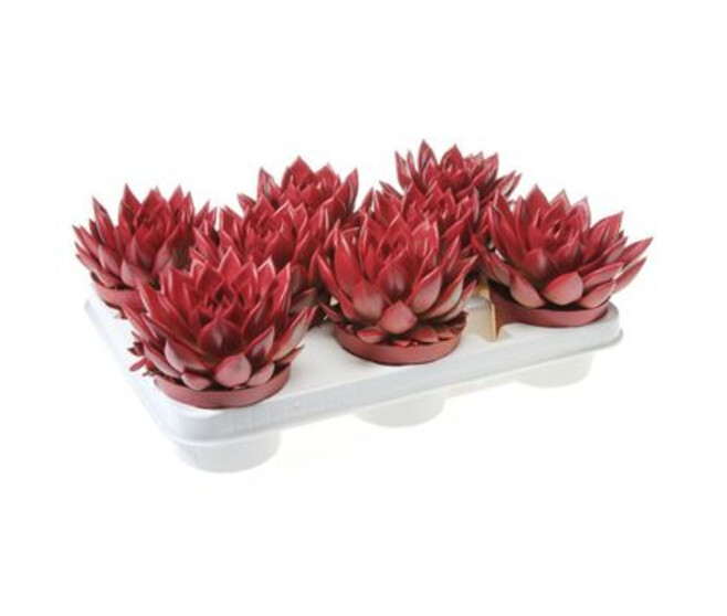 ECHEVERIA ROUGE