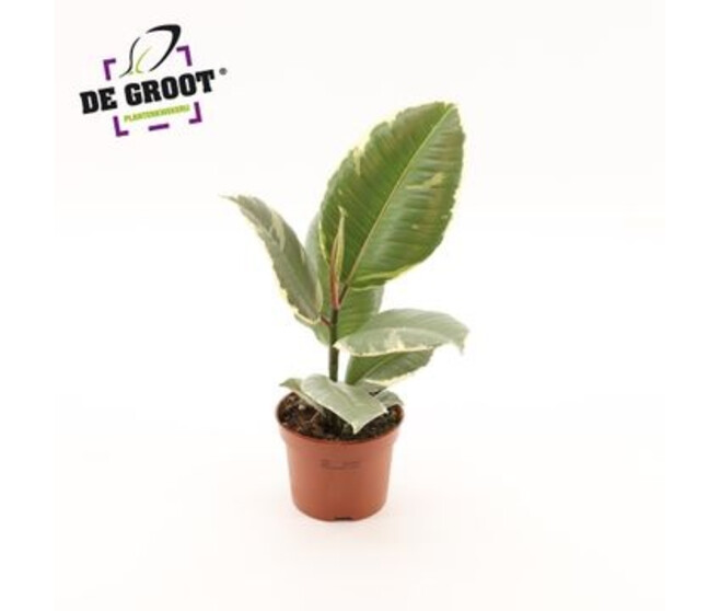 FICUS TINEKE