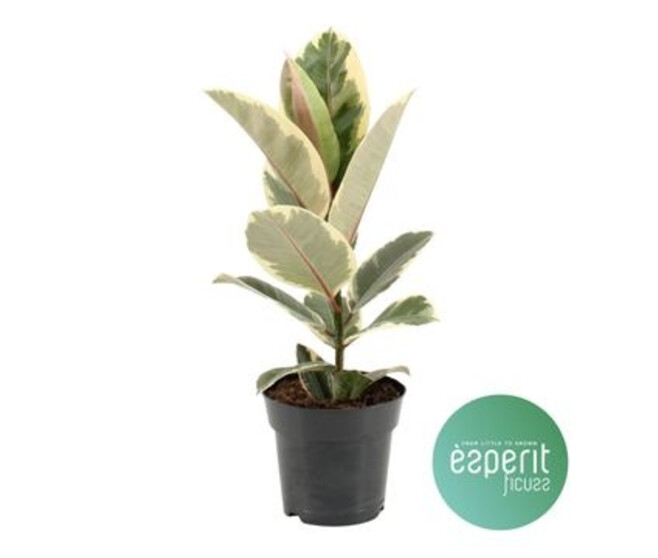 FICUS TINEKE