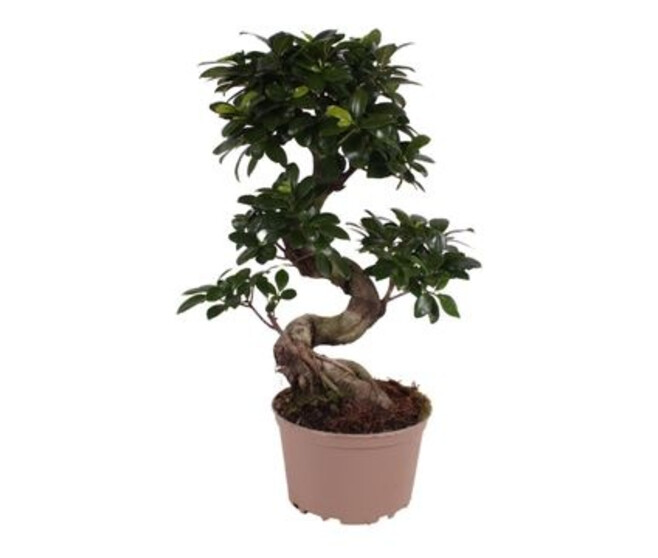 FICUS GINSENG