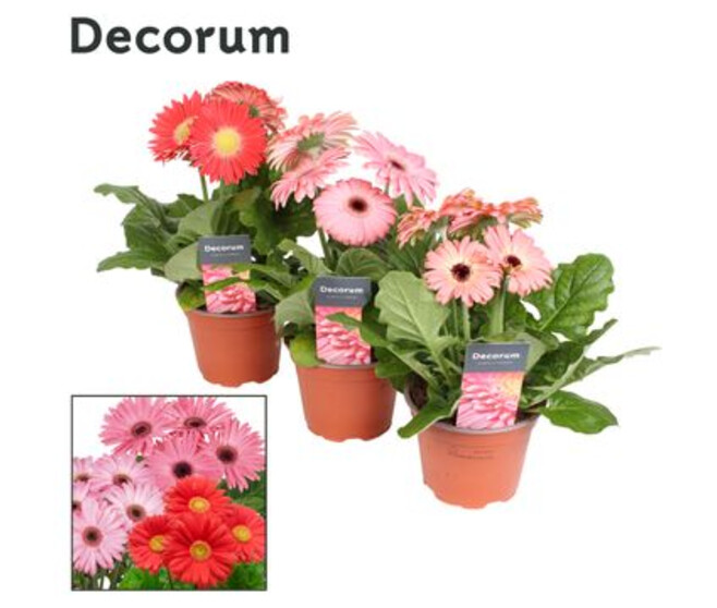 GERBERA ROSE