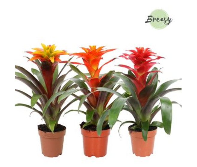 GUZMANIA VARIES