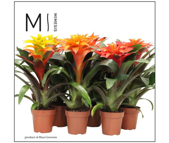 GUZMANIA VARIES