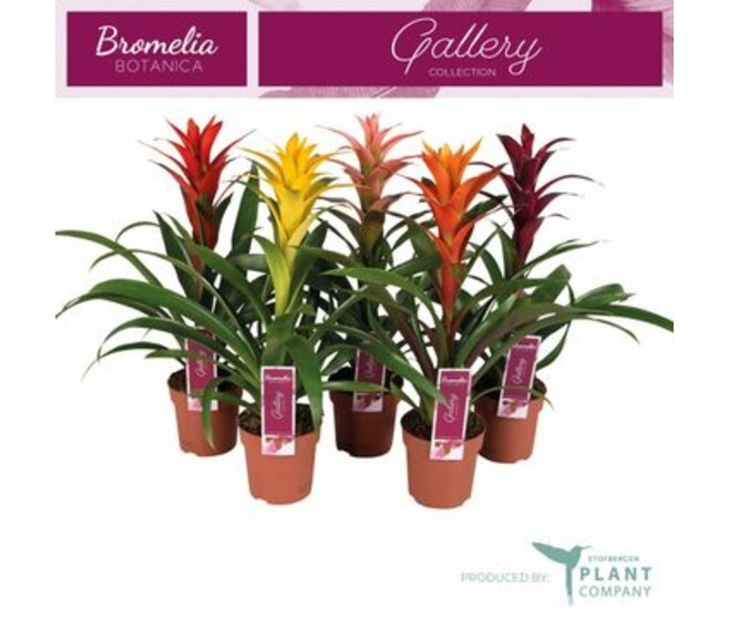 GUZMANIA VARIES