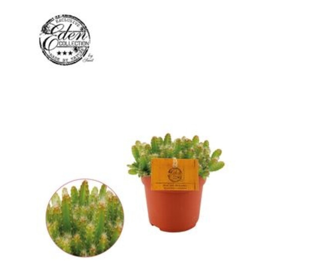 HYLOCEREUS UNDATUS