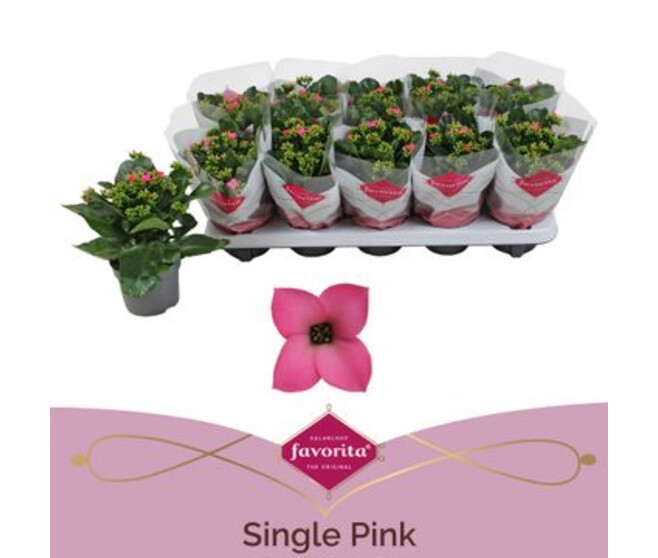 KALANCHOE ROSE