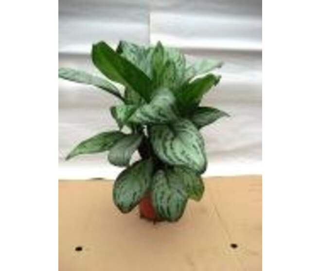 AGLAONEMA MARIA CHRISTINA