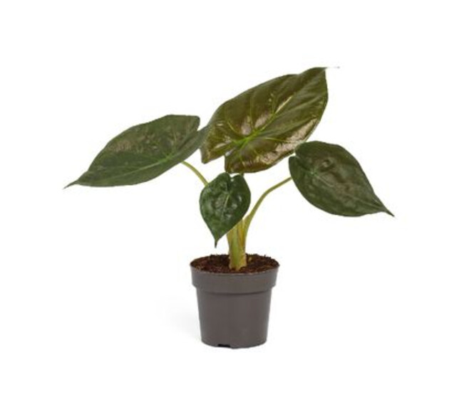 ALOCASIA WENTII