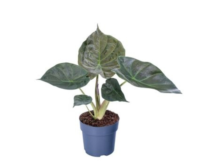 ALOCASIA WENTII