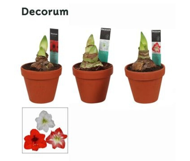 AMARYLLIS 2TIGES P TERRE