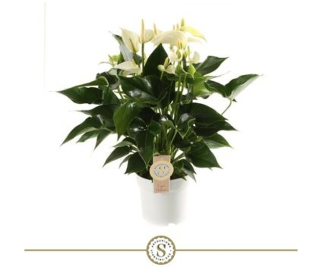 ANTHURIUM ANDREANUM WHITE CHAMPION