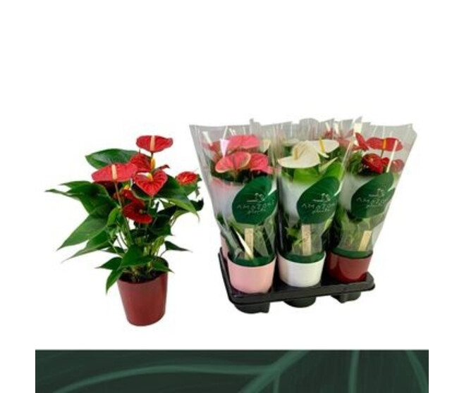 ANTHURIUM ANDREANUM VARIES CERAM