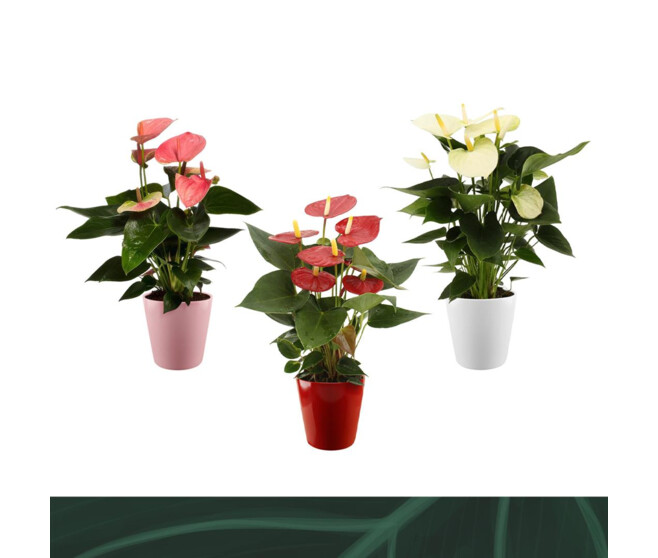 ANTHURIUM ANDREANUM VARIES CERAM