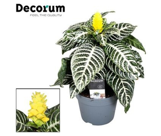 APHELANDRA