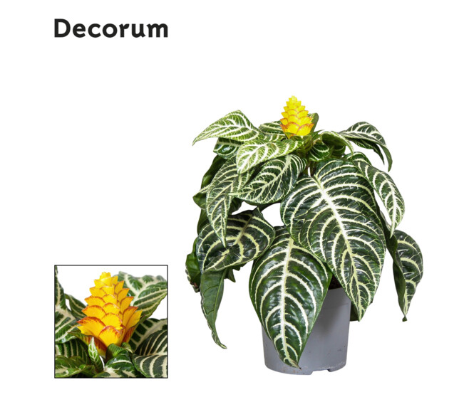 APHELANDRA
