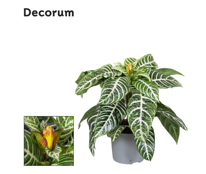 APHELANDRA