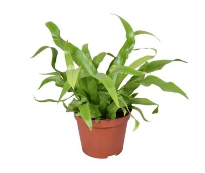 ASPLENIUM ANTIQUUM