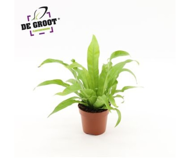 ASPLENIUM ANTIQUUM