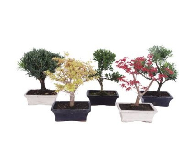 BONSAI EXT VARIES CERAM