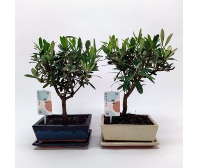 BONSAI OLEA CERAM