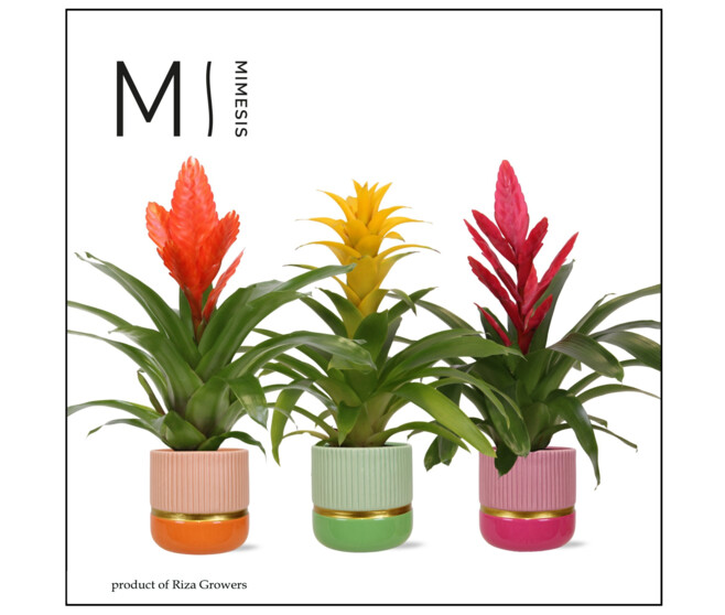 BROMELIACEE VARIES CERAM