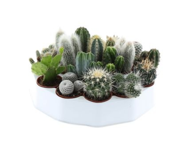 CACTUS VARIES