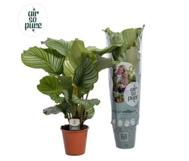 CALATHEA ORBIFOLIA